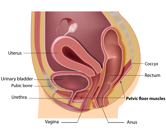 pelvic-diagram.jpg