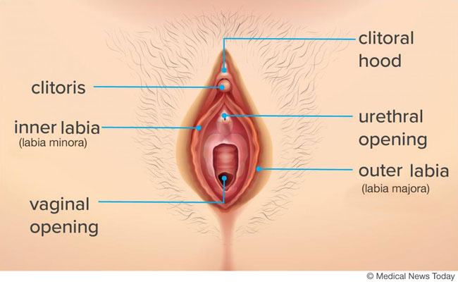 vulva-diagram-650.jpg
